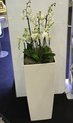 3 orchidee collocate ad altezze diverse, in un elegante e rilucente vaso 75 x 40 x 40 cm