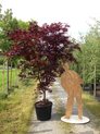 Acer palmatum a foglia rossa
