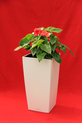Anthurium in fine high-gloss container