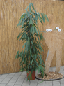 Ficus longifolia
