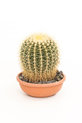 Cactus sferico