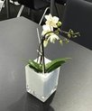 Orchidee in  Glaswürfel 10x10x10cm weiss satiniert, dekoriert
