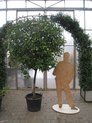  Photinia demi taille et grand taille