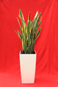 Sansevieria in fine high-gloss container