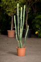 Cactus colonnare