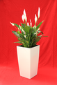 Spathiphyllum  in un rilucente ed elegante vaso
